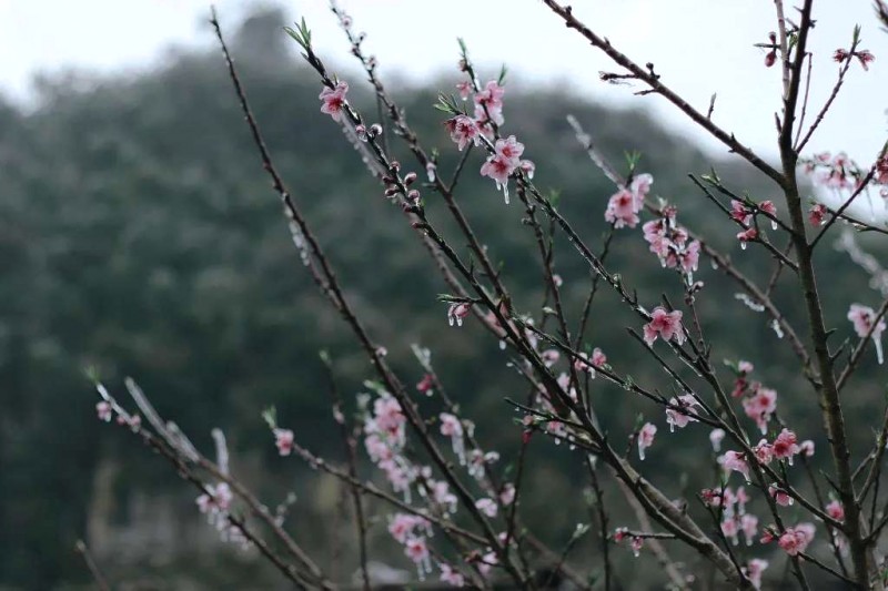 Băng giá mùa xuân Lao Xa, Hà Giang.