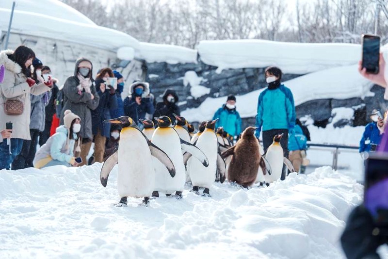 4 Cách Dễ Dàng Đi Sapporo Từ Tokyo