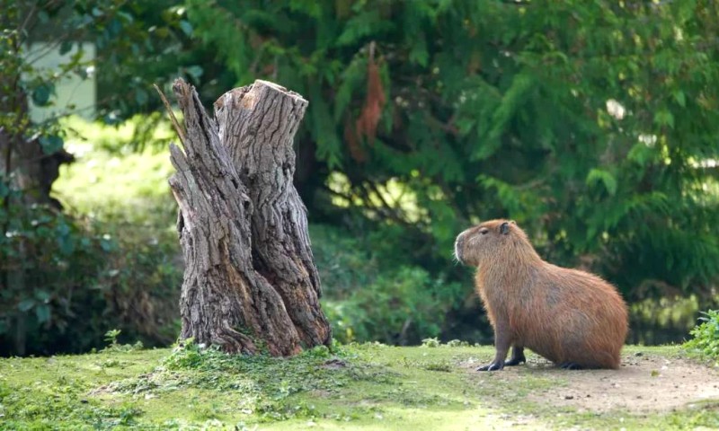 Capybara: Ngoại giao bậc thầy