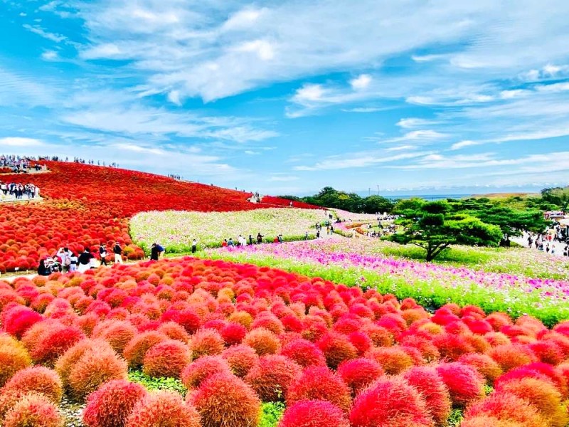 Hướng dẫn Du lịch Vườn Hitachi Seaside Park