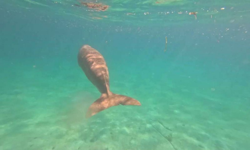 Tìm chú Dugong dễ thương ở Coron, Philippines!