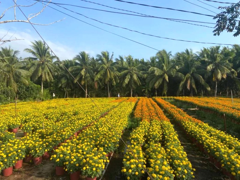 Bến Tre: Rực rỡ sắc xuân, thủ phủ hoa miền Tây.