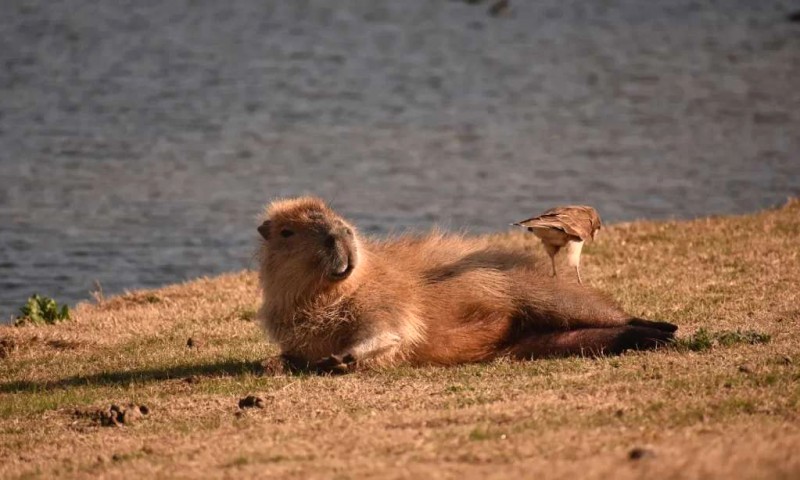 Capybara: Ngoại trưởng động vật