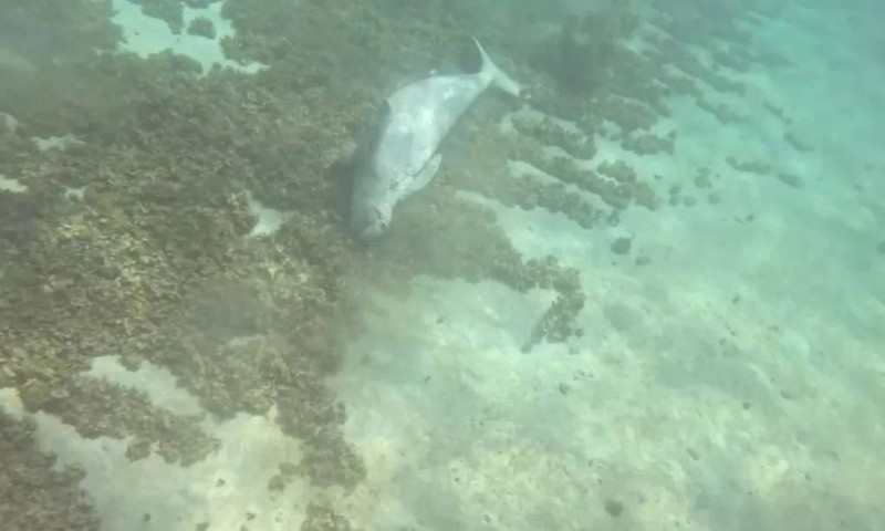 Tìm chú Dugong dễ thương ở Coron, Philippines!