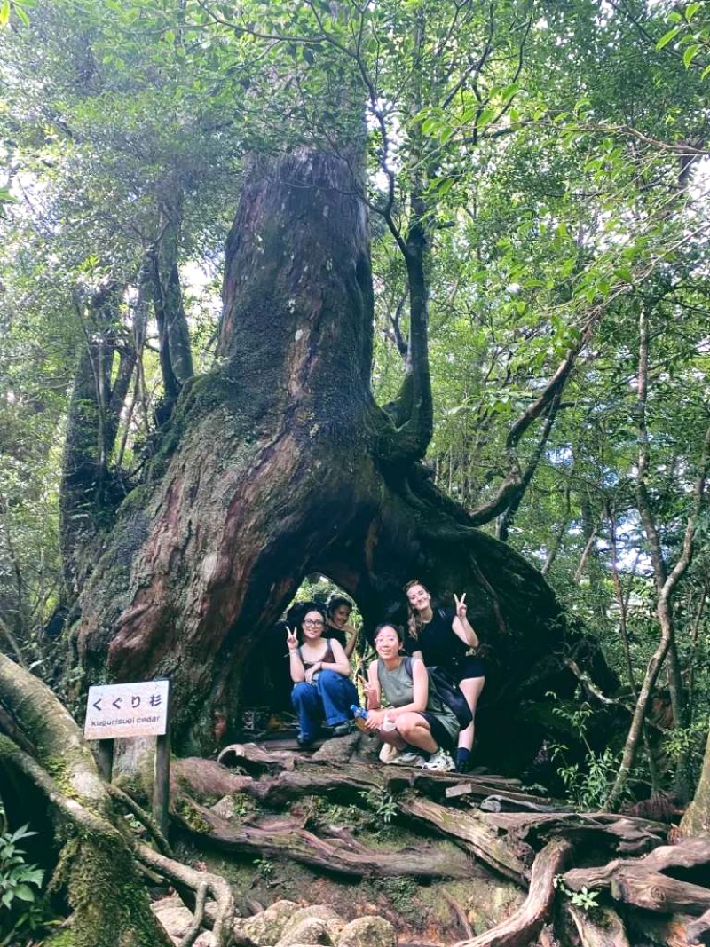 Trekking Yakushima: Vẻ đẹp hoang sơ.