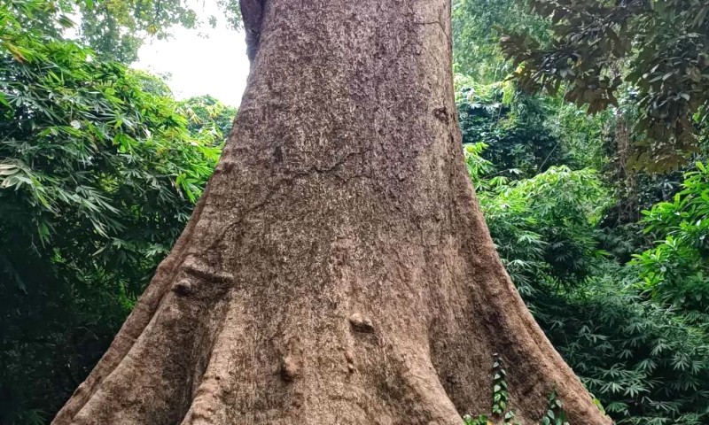 Khám phá Côn Đảo: leo núi, bãi Bàng, Đất Thắm