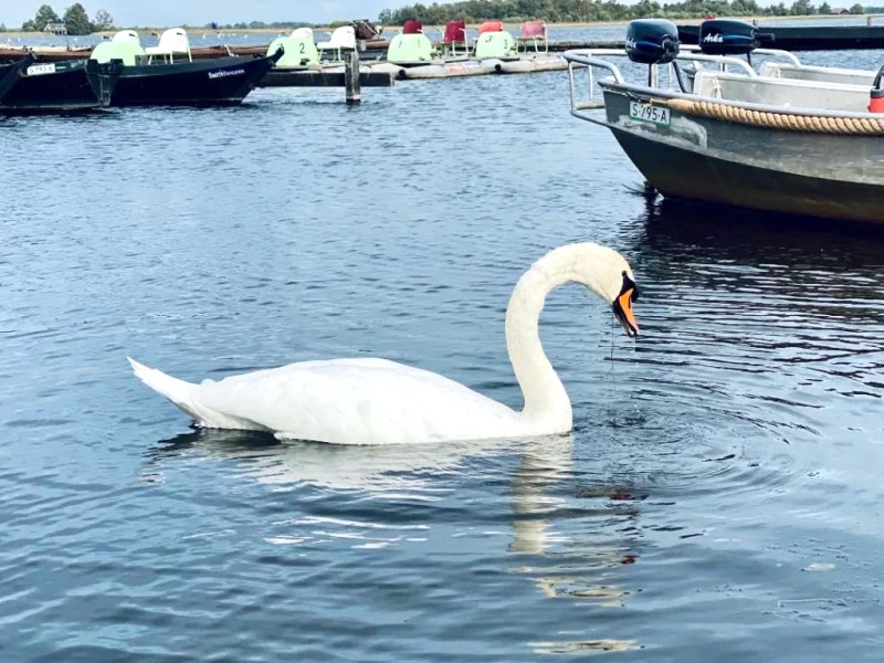 Giethoorn: Làng cổ tích gần Amsterdam.