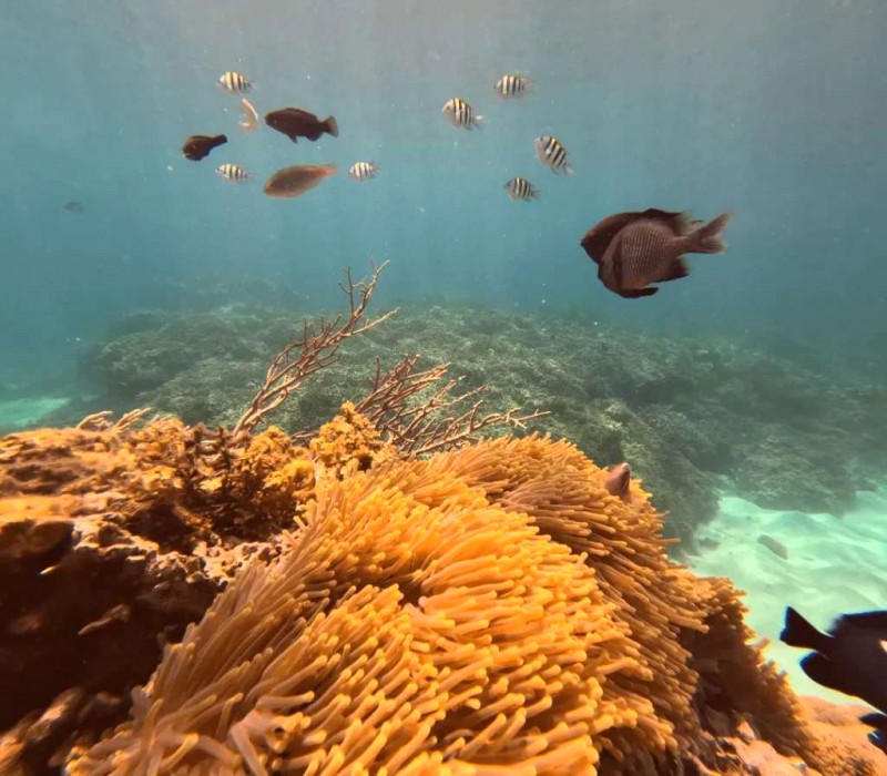 Freediving Phú Quý: Khám phá biển sâu