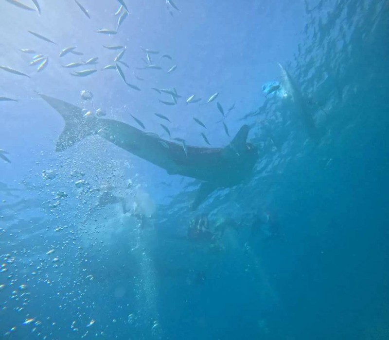 Ngắm cá voi khổng lồ ở Oslob, Cebu