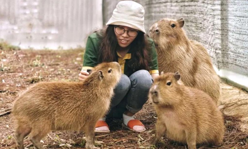 Capybara: Đại sứ động vật