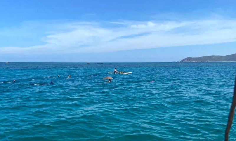 Tìm Dugong dễ thương ở Coron, Philippines!