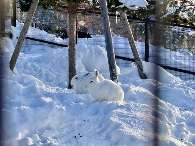 Vườn thú Asahiyama: Hoạt động hoang dã ở Hokkaido!