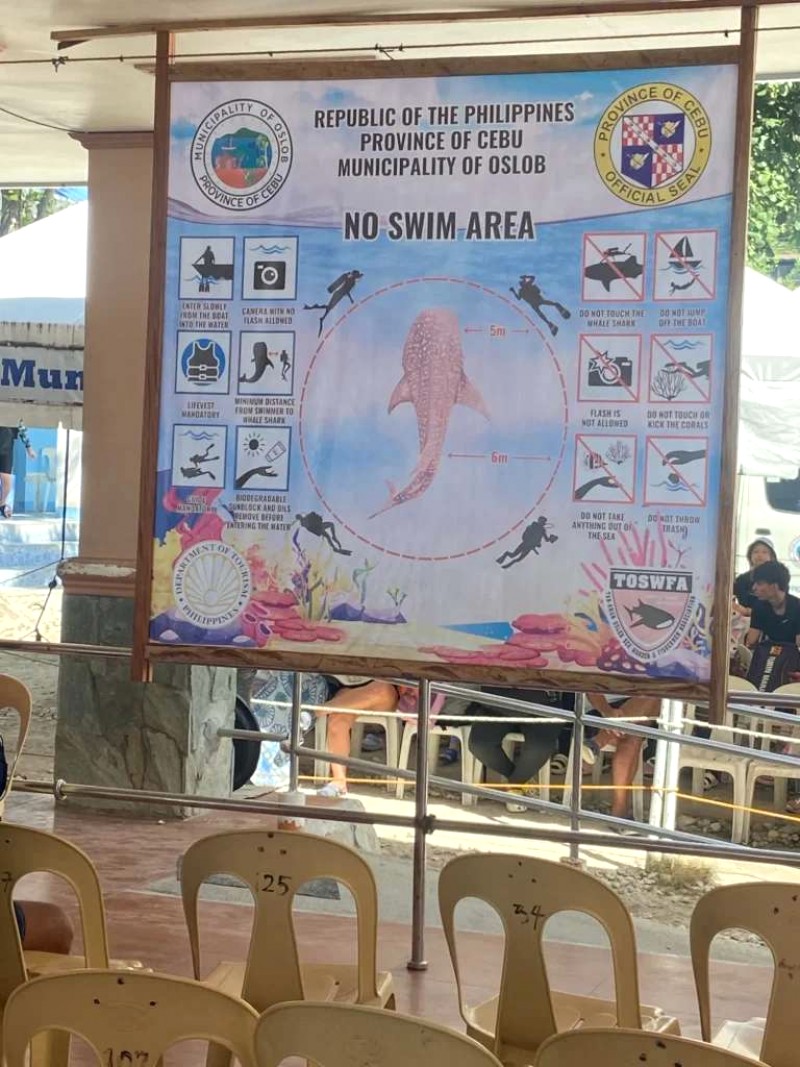 Ngắm cá voi khổng lồ ở Oslob, Cebu.