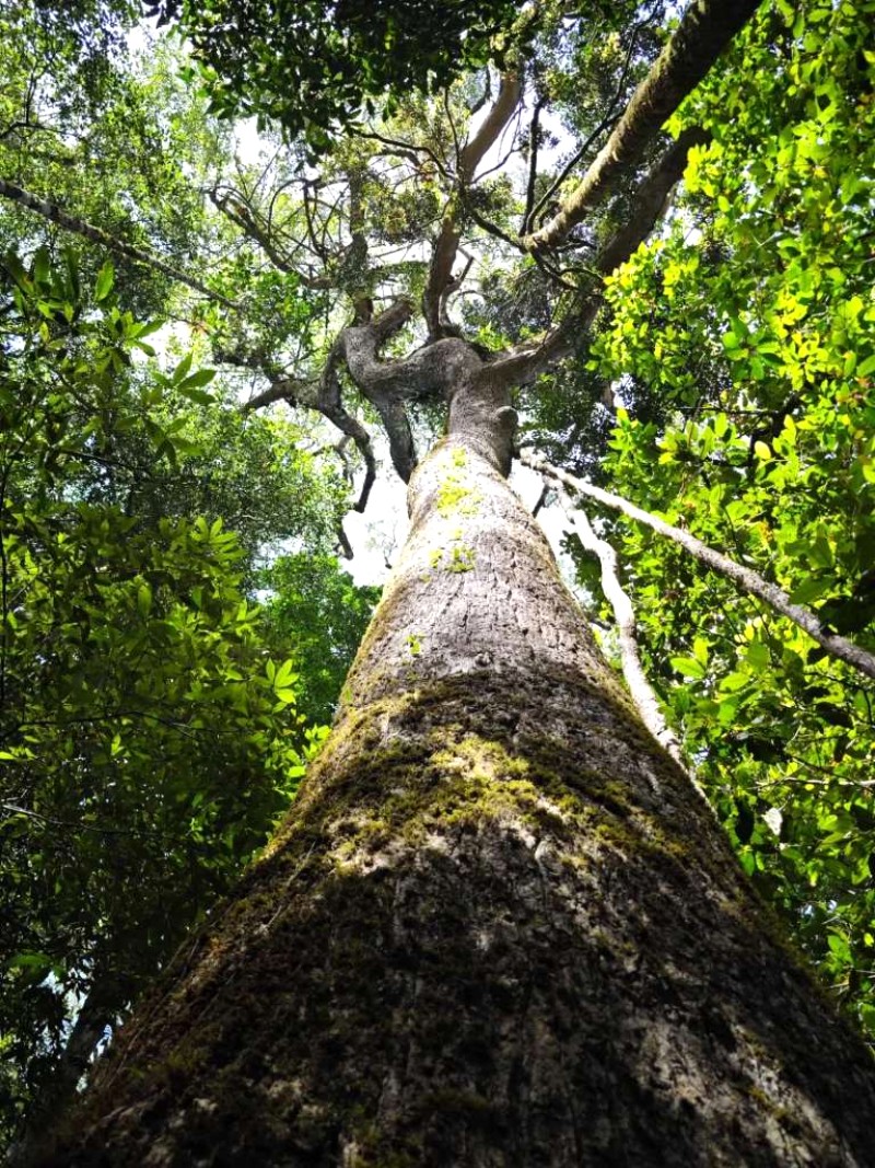 Trekking Brah Yang: Núi thiêng của người K'ho, Di Linh