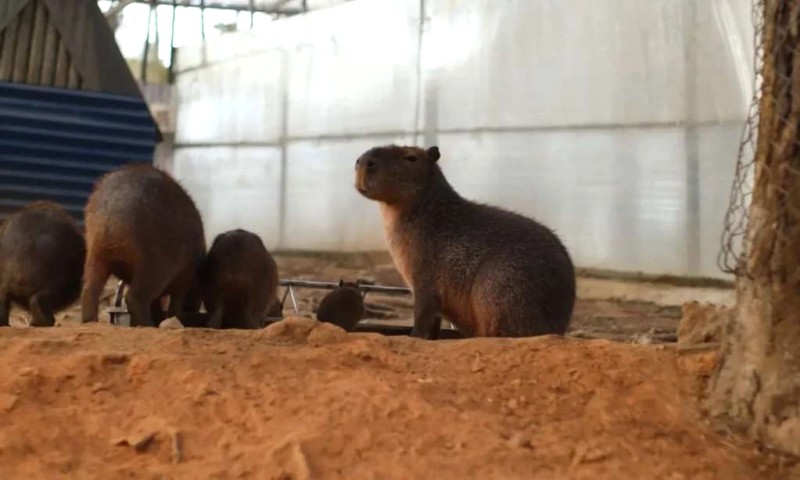 Capybara: Đại sứ hòa bình động vật.