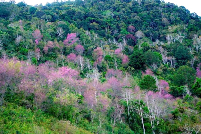 Đà Lạt - cao nguyên Lâm Viên, du lịch tự túc A-Z.