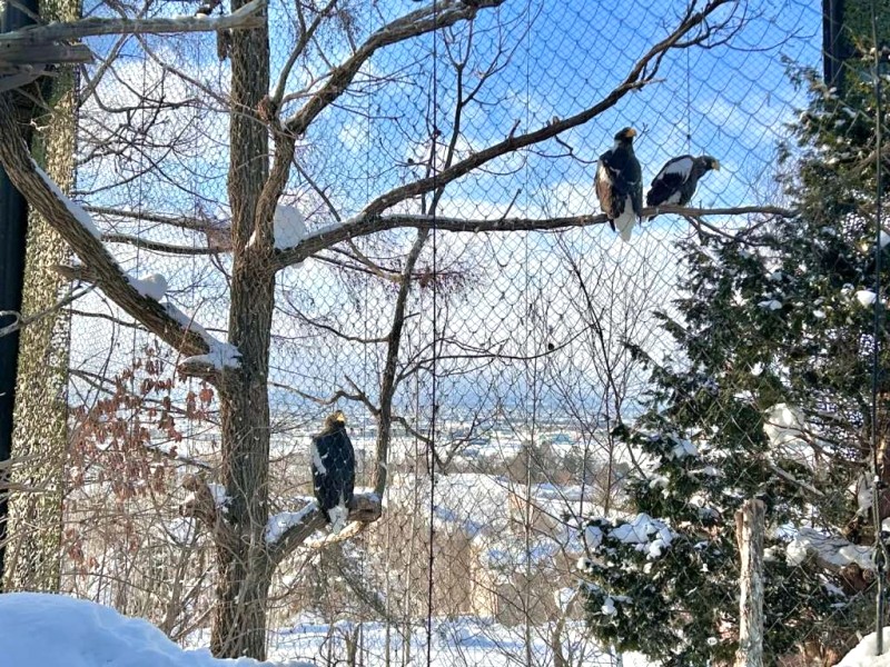 Khám phá Vườn thú Asahiyama Hokkaido!