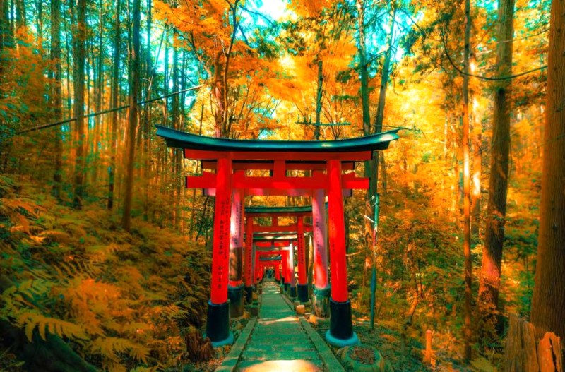 Hướng dẫn du lịch Osaka theo mùa