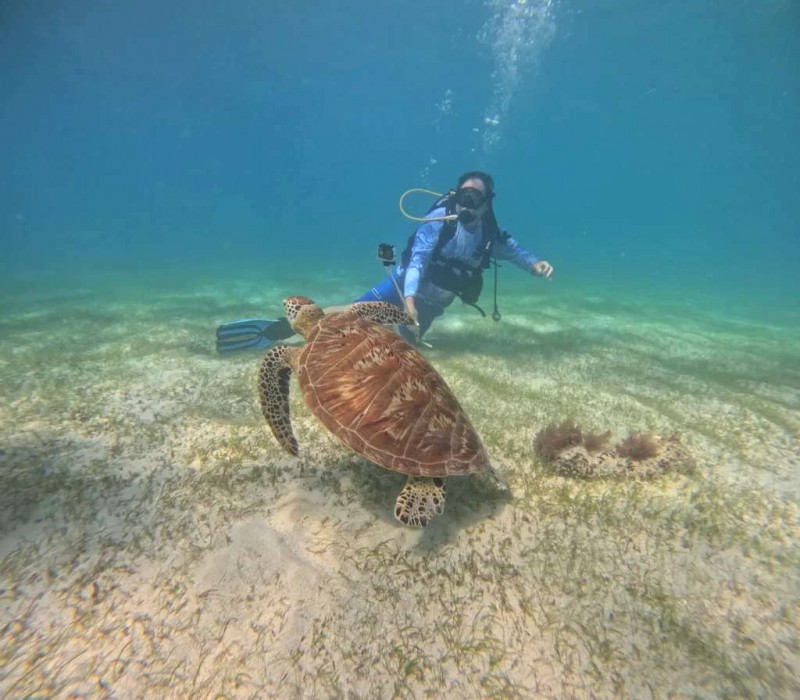 Ngắm cá voi khổng lồ ở Oslob, Cebu.