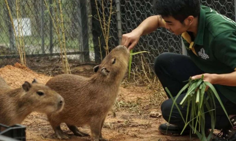 Capybara: Ngoại trưởng động vật.