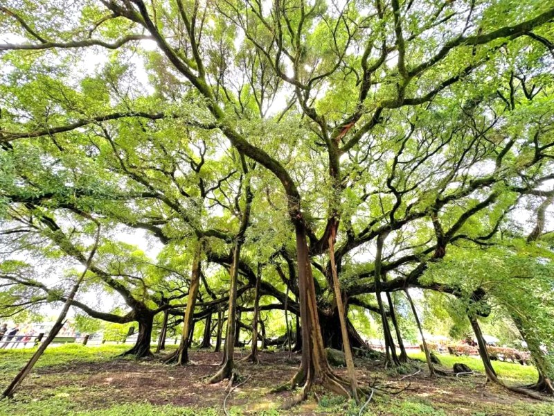 Dương Sóc: Núi nhấp nhô bên dòng Li Jiang.