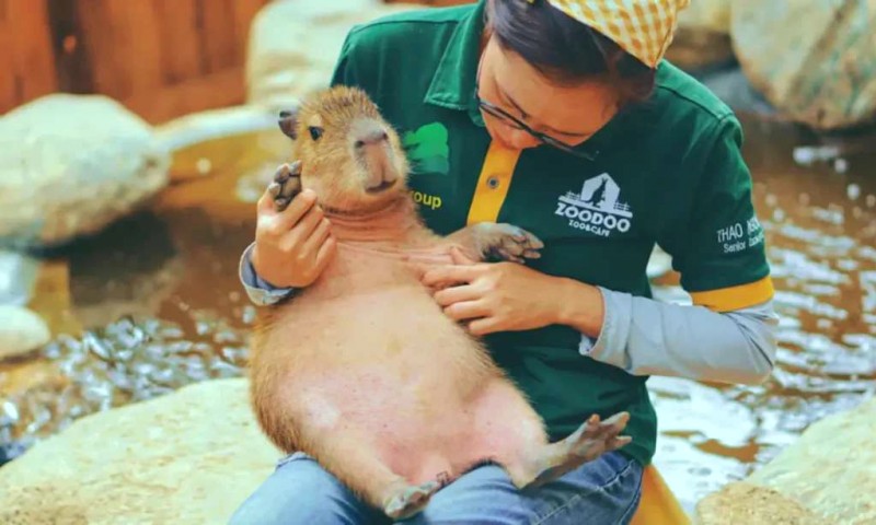 Capybara: Ngoại trưởng động vật