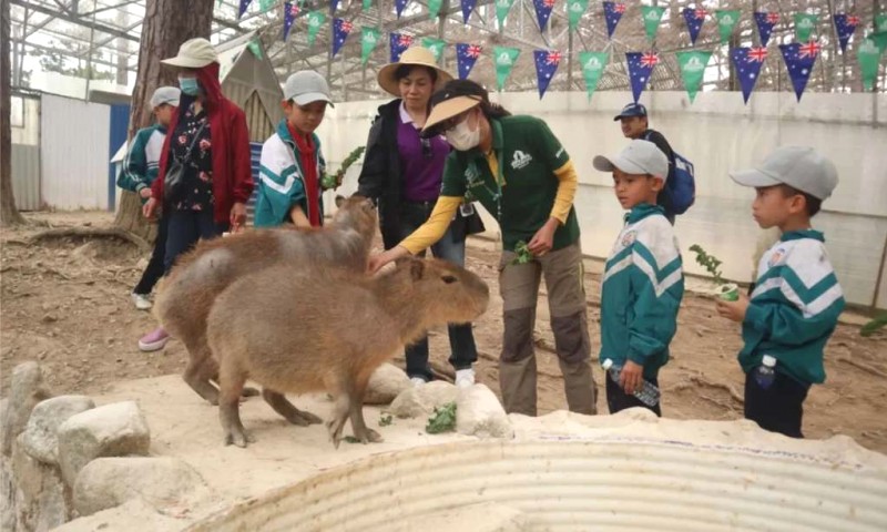 Capybara: Ngoại trưởng của thế giới động vật