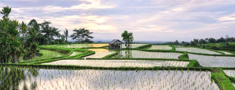 Khám phá ruộng bậc thang Bali: 7 địa điểm đẹp nhất