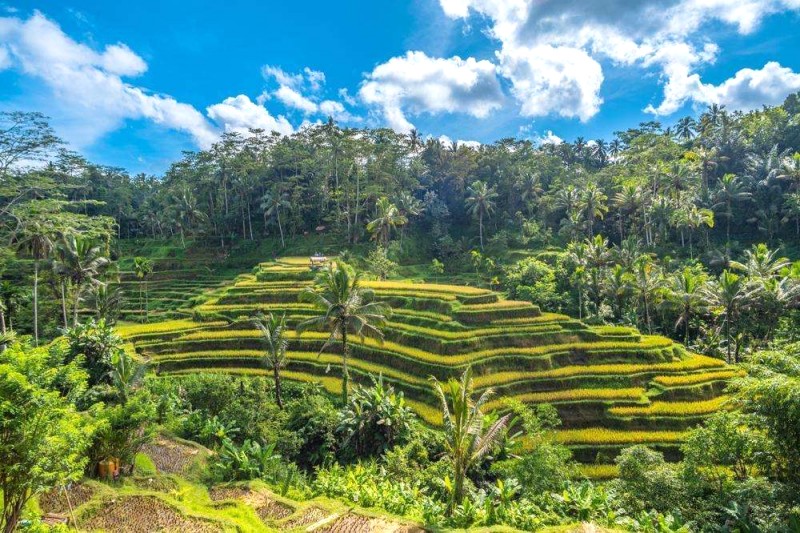 Hướng dẫn du lịch Bali: Kuta đến Ubud