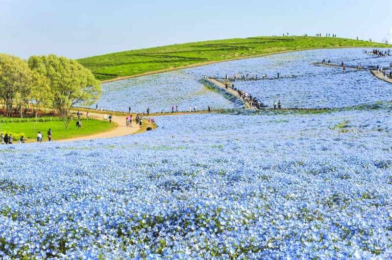 Thời điểm lý tưởng đến Hitachi Seaside Park