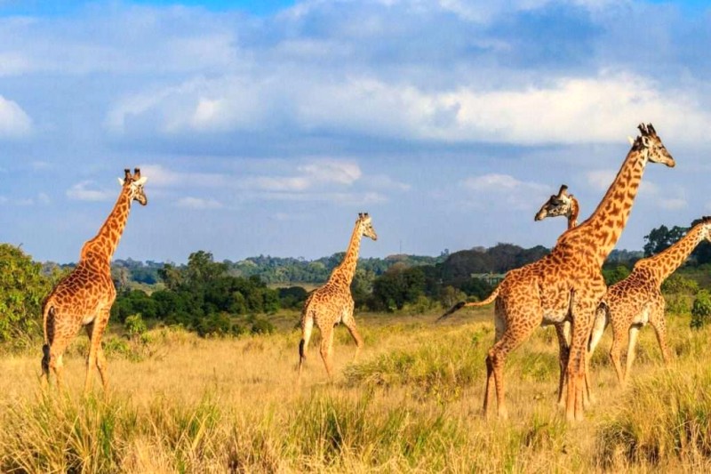 Bình Thuận Safari: Hòa mình hoang dã!