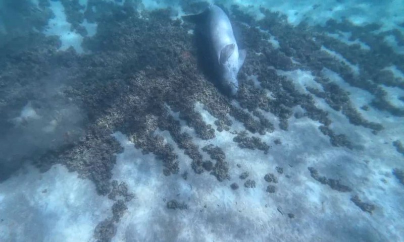 Tìm chú Dugong dễ thương ở Coron, Philippines!