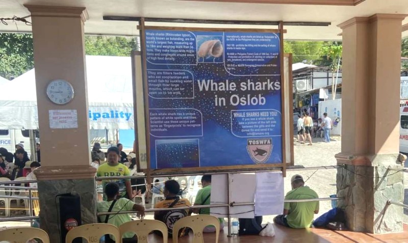 Ngắm cá voi khổng lồ ở Oslob, Cebu.