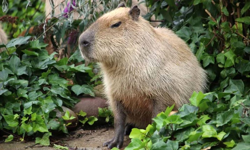 Capybara: Ngoại trưởng động vật.