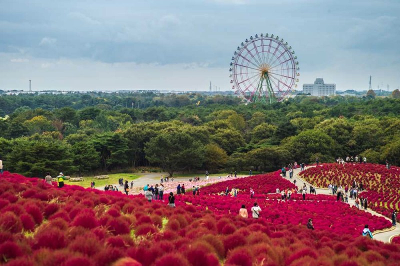 Thời điểm lý tưởng đến Hitachi Seaside Park