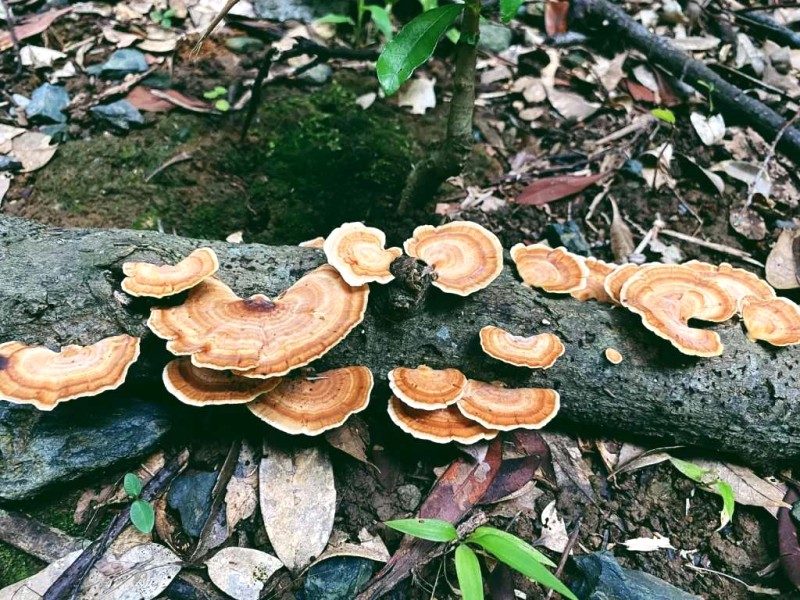 Leo núi Yakushima: Trở về thiên nhiên hoang sơ.