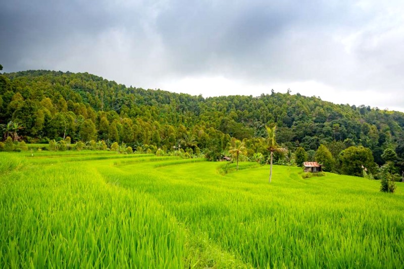 Khám phá 7 ruộng bậc thang Bali đẹp nhất.
