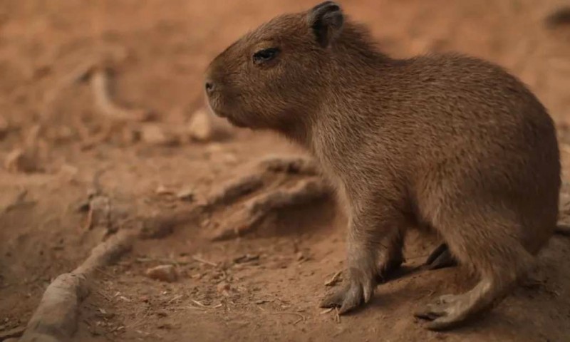 Capybara: Ngoại trưởng động vật.