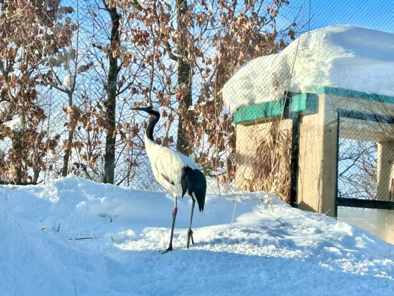 Khám phá Vườn thú Asahiyama Hokkaido!