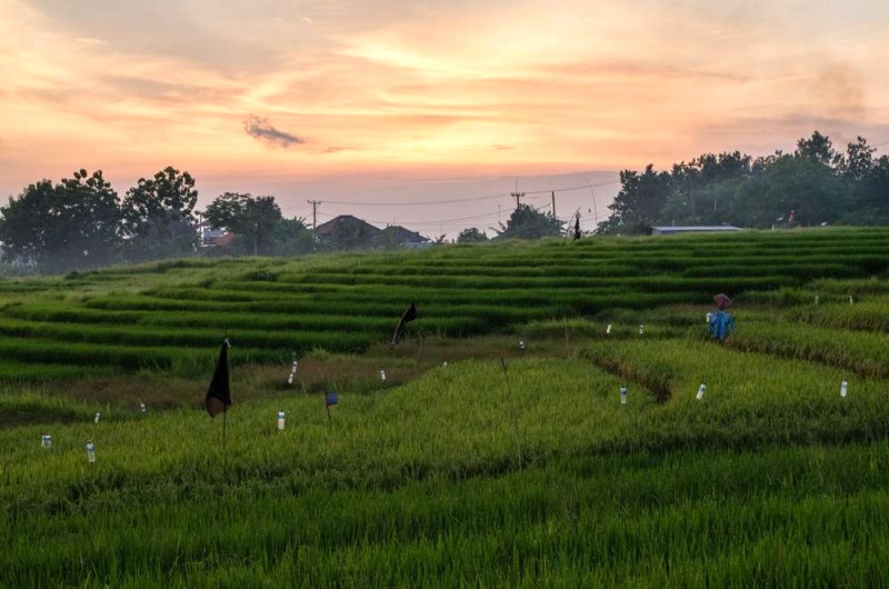Khám phá ruộng bậc thang Bali: 7 điểm đến hấp dẫn.