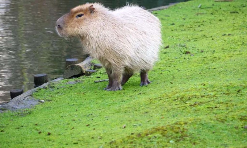 Capybara: Ngoại trưởng động vật界.