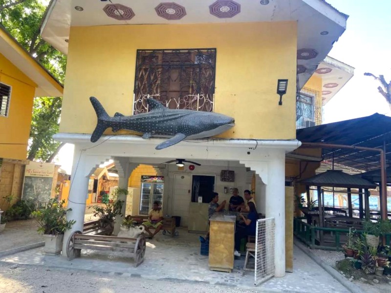 Ngắm cá voi khổng lồ ở Oslob, Cebu