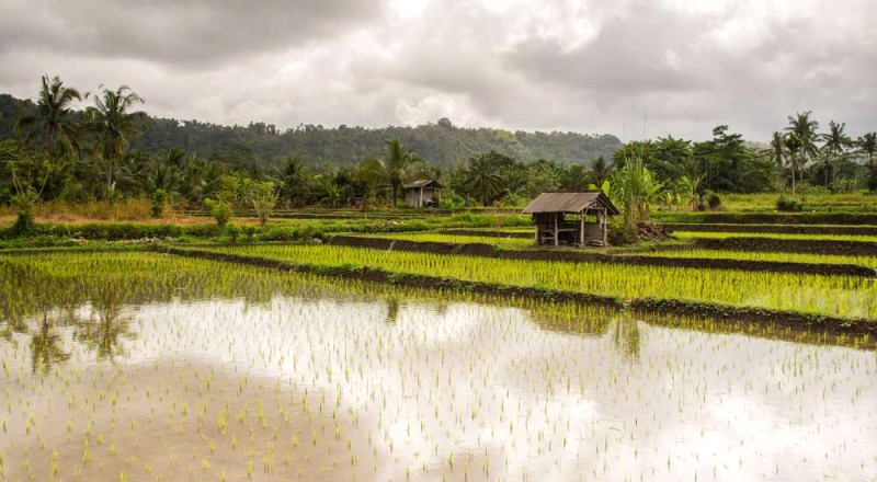 Khám phá ruộng bậc thang Bali: 7 điểm đến tuyệt vời.