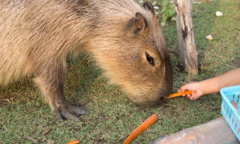 Capybara: Ngoại trưởng động vật