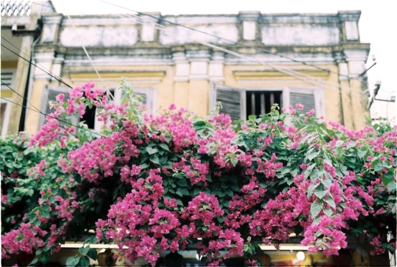 Hội An tháng 5: Kinh nghiệm du lịch hữu ích