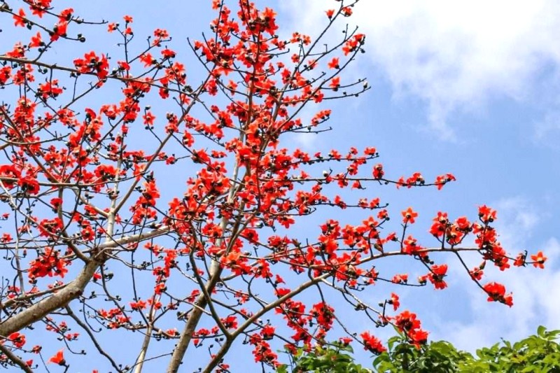 Huế tháng 3: Xuân dịu dàng.