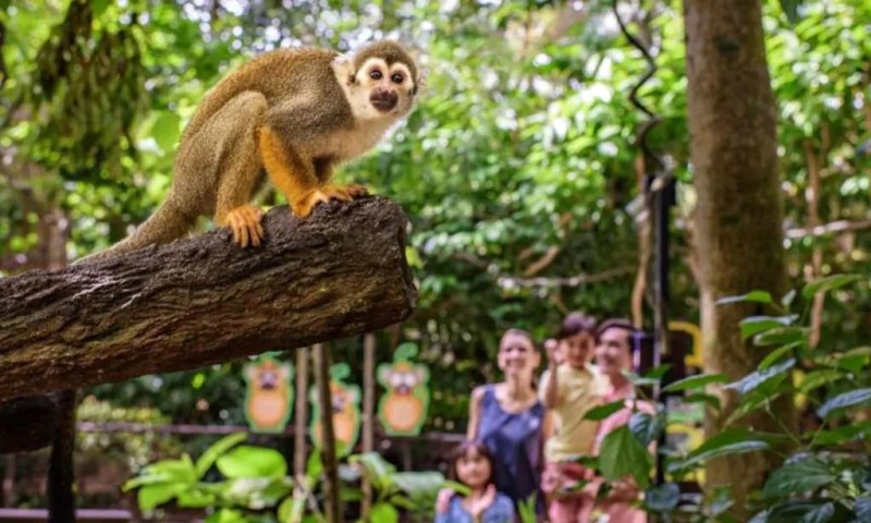 Khám phá thế giới dưới nước kỳ diệu tại River Wonders Singapore.