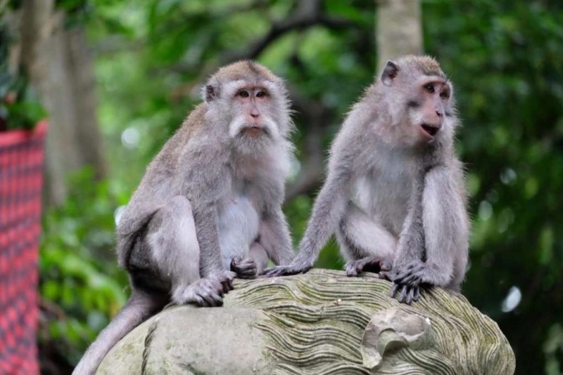 Khám phá Bali: 7 ngày phiêu lưu trên đường.