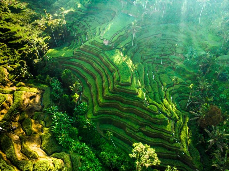 Khám phá ruộng bậc thang Bali: 7 điểm đến tuyệt vời.