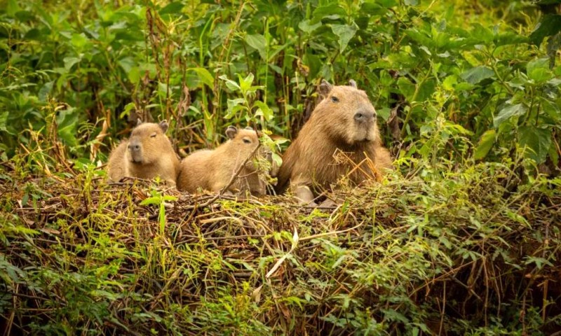 Capybara: Ngoại trưởng động vật